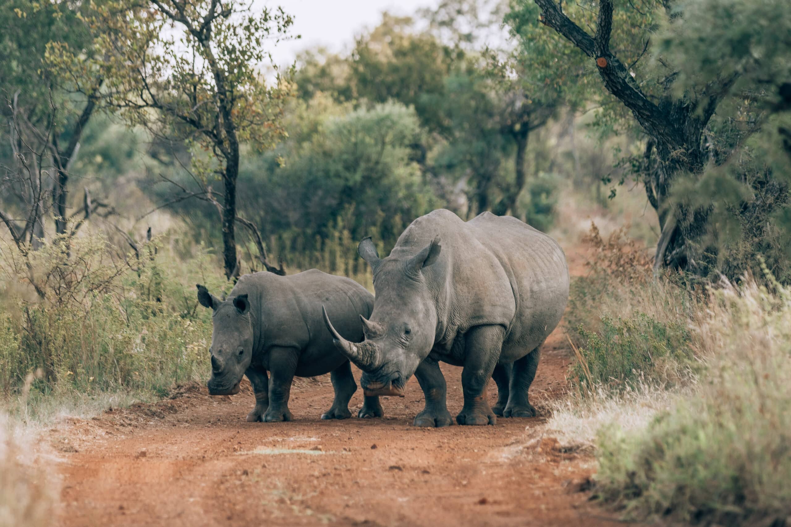 Game Reserve Rhino