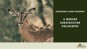 Modern Conservation at Dinokeng Game Reserve