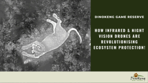 Lion as seen through infrared and thermal drones