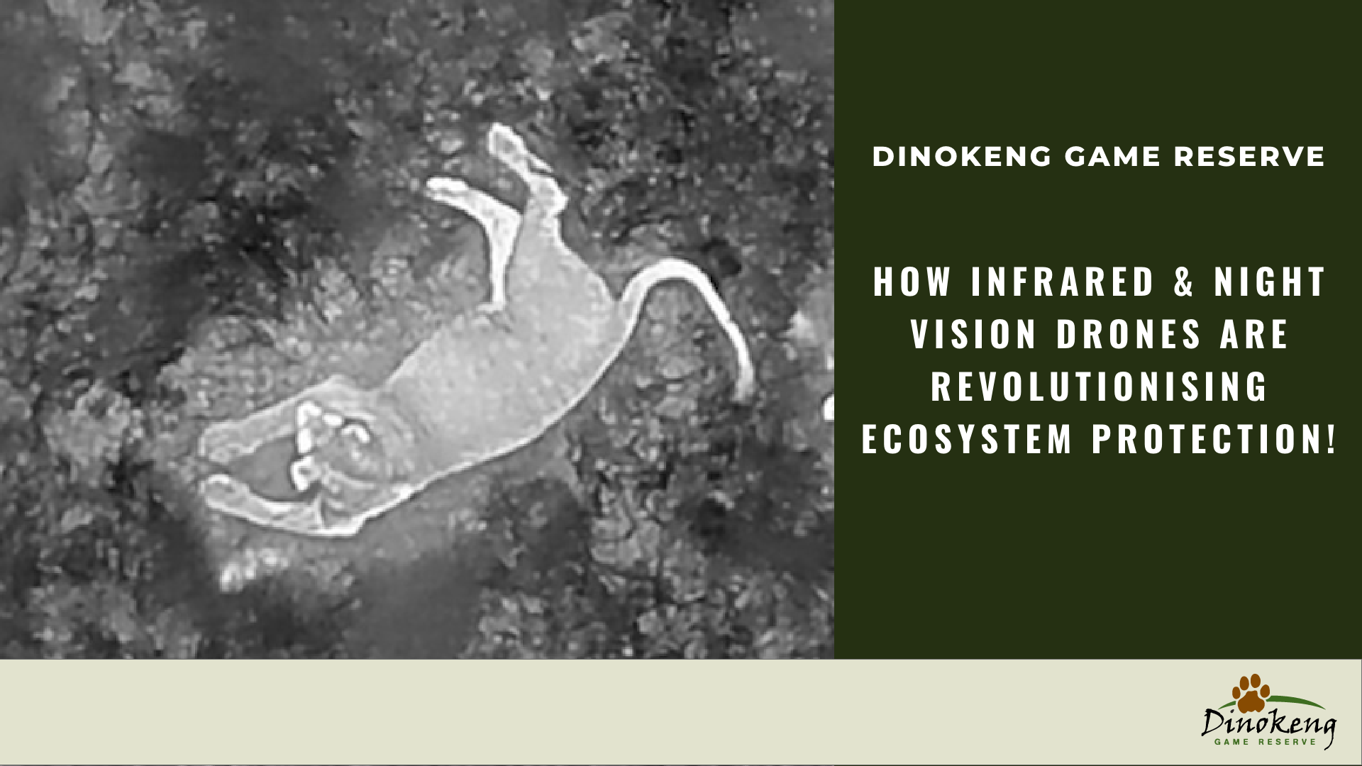 Lion as seen through infrared and thermal drones