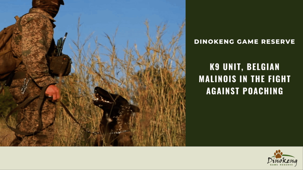 Belgian Malinois part of the K9 team of Dinokeng Game Reserve's anti-poaching unit