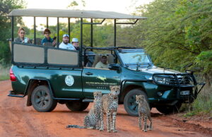 Golden Impalas Guided Game Drive in Dinokeng Game Reserve