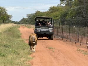 Sidetrack Safaris in Dinokeng Game Reserve
