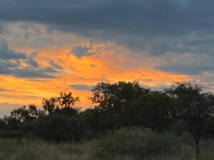 River View Game Drive Sunset